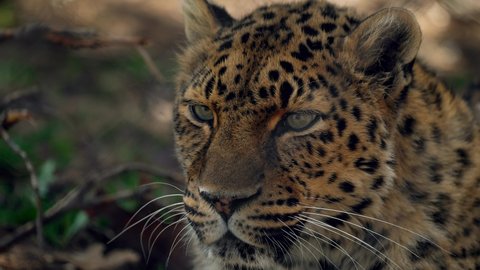 Beautiful Leopard roaring - close up slowmo
