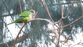 Green Parrot sitting in the branches of a tree at a park, handheld left to right movement