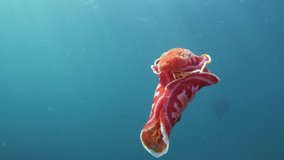 Unique underwater footage of a stunning flaming red flamboyant sea creature Spanish Dancer moving vigorously through the blue ocean before gently floating down
