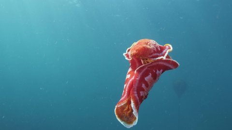 Unique underwater footage of a stunning flaming red flamboyant sea creature Spanish Dancering vigorously through the blue ocean before gently floating down