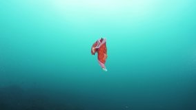 Unique underwater footage of stunning flamboyant sea creature Spanish Dancer moving vigorously through the blue ocean currents filmed at 50fps