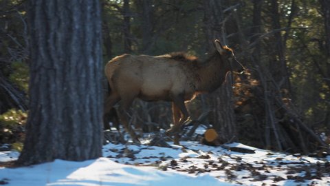 Wild Elk Walking Past Through Trees At Mather Campground. Tracking Shot
