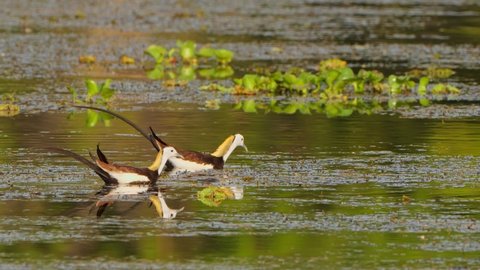 Pheasant Tailed Jacana  floating on water