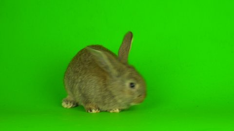 rabbit hare Green background screen