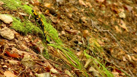 Fire salamander in the natural environment, Camera movement, Close Up, Nature