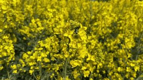 Canola field. Yellow Rapeseed or colza flowers blooming in spring