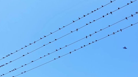 Low angle shot, under the blue sky, rows of small swallows staying on the 4 high-voltage lines