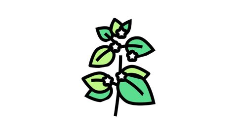 melissa herbal aromatherapy color icon animation