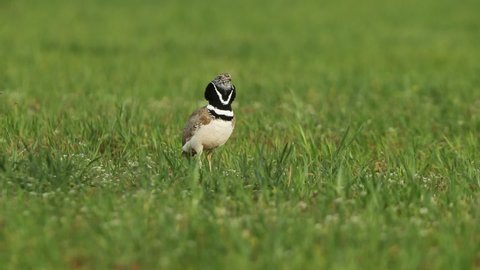 Maho de Little bustard performing the mating ritual by jumping and singing with the first light of day in a cereal steppe in central Spain