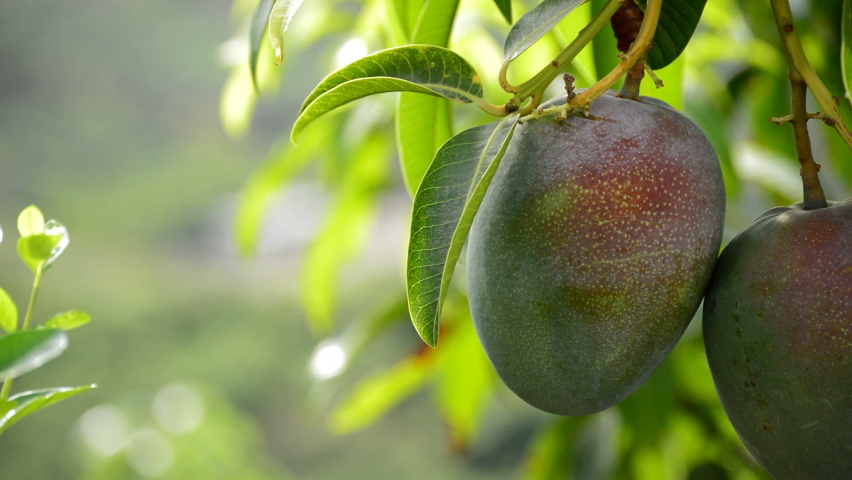 1,382 Guava Tree Stock Video Footage - 4K and HD Video Clips | Shutterstock