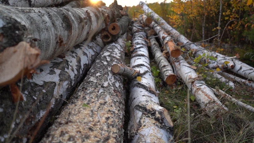 A stack of freshly cut trees. Close-up. Dolly shot