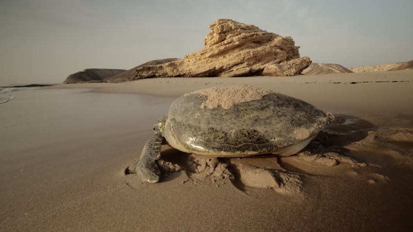 Green Turtle slow walk to the Gulf sea in Ras Al Hadd Beach, in Oman - Wide Orbit Tracking shot