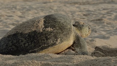 Female Green Turtle crawling out of dug hole to lay her eggs in Oman - Medium ground level static shot