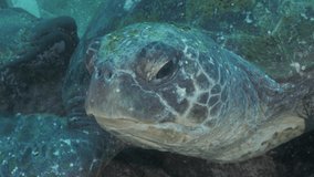A unique underwater close-up view of a large Sea turtle slowly moving its head and closing its eyes