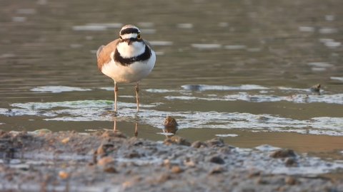 Semipalmated plover in lake ..