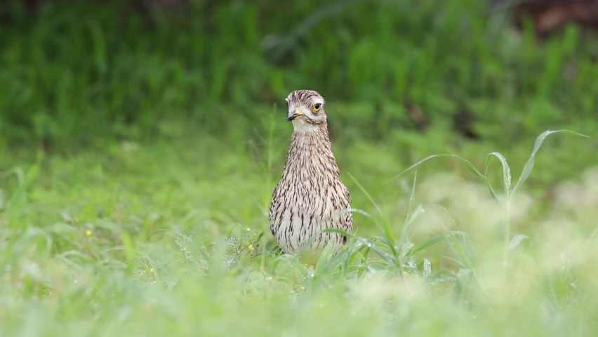 Low angle of a Spotted Thick-knee standing in the green grass while being alert and pecking, Kgalagadi Transfrontier Park.