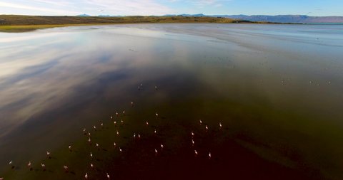 Flamingos flying over the Lago Argentino lake, Patagonia, Argentina. Aerial drone view of a flock of beautiful amazing large pink birds. Freshwater lake with a colorful flamboyance, south America. 