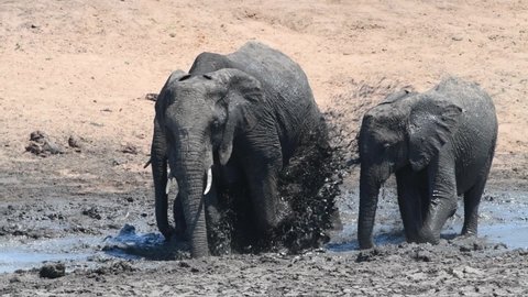 three African Elephants standing in a muddy waterhole and splashing water all over them on a hot day in Kruger National Park.