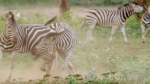 Wide shot of two Burchell's zebra stallions fighting with more zebras walking in the background, Kruger National Park.