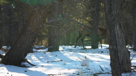 Wild Elk Walking Past On Snow Behind Trees At Mather Campground. Rack Focus, Tracking Shot
