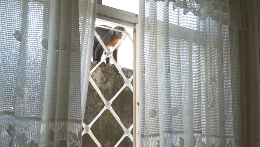 Monkey looking at a window preparing invasion in a house to steal food