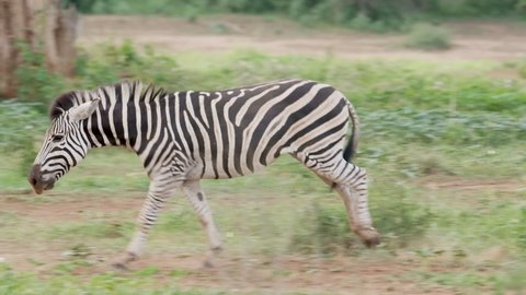 Wide shot of two Burchell's zebra stallions chasing each other and start fighting, Kruger National Park.