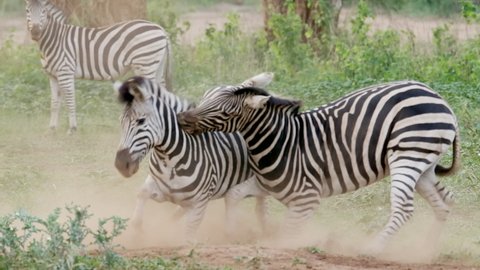 Wide shot of two Burchell's zebras stallion fighting and kicking up dust with two more zebras standing in the background, Kruger National Park.
