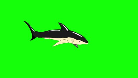 Gray shark attack. Handmade animated 4K footage isolated on green screen