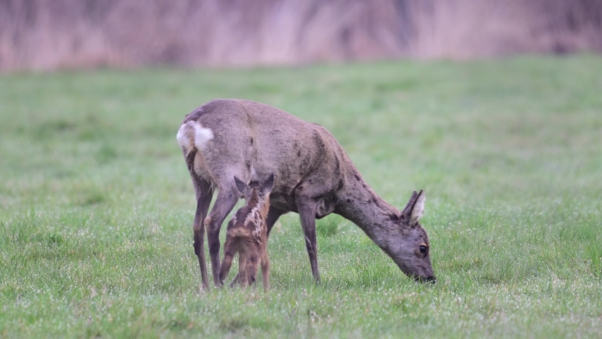 Roe deer mother with a drinking cute fawn in the middle of april, spring, (capreolus capreolus), germany Royalty-Free Stock Footage #1070941993
