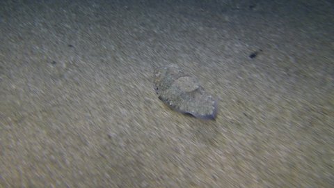 Common cuttlefish (Sepia officinalis) swims leisurely over a sandy bottom, then sinks to the bottom next to a similar object and buries itself in the sand. Mediterranean.