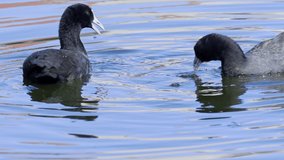4K extreme close-up video clip of Red-Knobbed Coots swimming and feeding together on water plants.