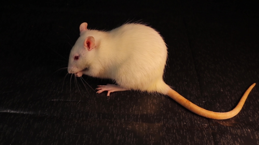 white rat isolated albino cleans itself Stock Footage Video (100% ...