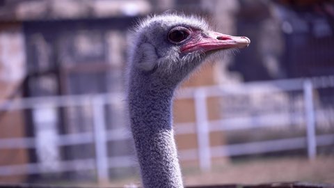 Close-up of an ostrich head, an ostrich turns its head with a large beak