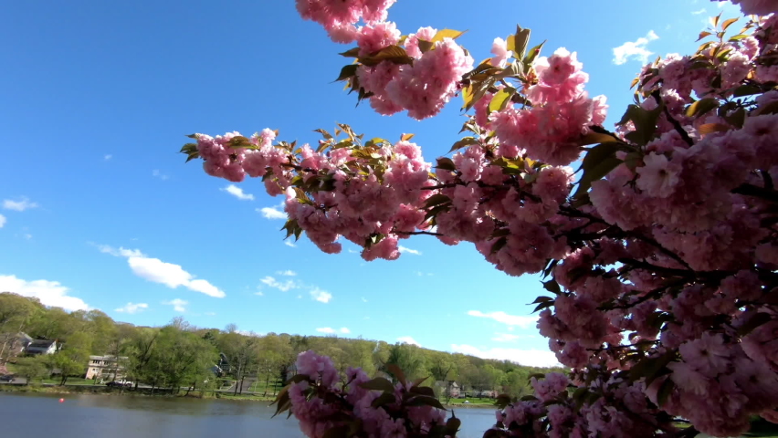 Flowers on trees by the lake in New Jersey image - Free stock photo ...