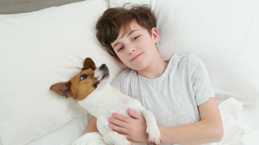 Happy boy hugs dog tongue licks face male Jack Russell Terrier smiling is lying in bed on white blanket morning. Child dog plays emotionally. Childhood. Pets. Care attention love for pets. Top view | Shutterstock HD Video #1070960479