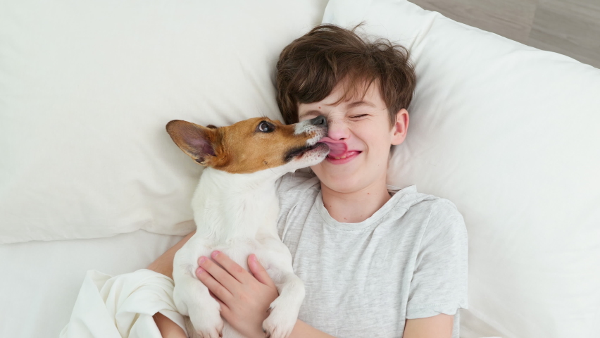 Happy boy hugs dog tongue licks face male Jack Russell Terrier smiling is lying in bed on white blanket morning. Child dog plays emotionally. Childhood. Pets. Care attention love for pets. Top view Royalty-Free Stock Footage #1070960479