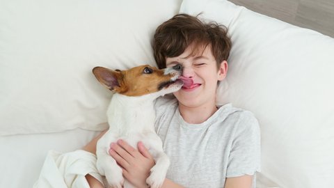 Happy boy hugs dog tongue licks face male Jack Russell Terrier smiling is lying in bed on white blanket morning. Child dog plays emotionally. Childhood. Pets. Care attention love for pets. Top view