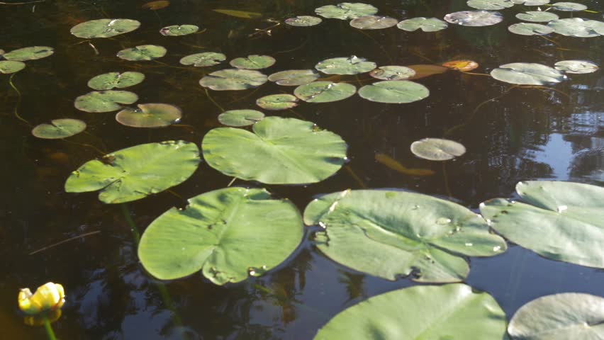 Lily pads close up 