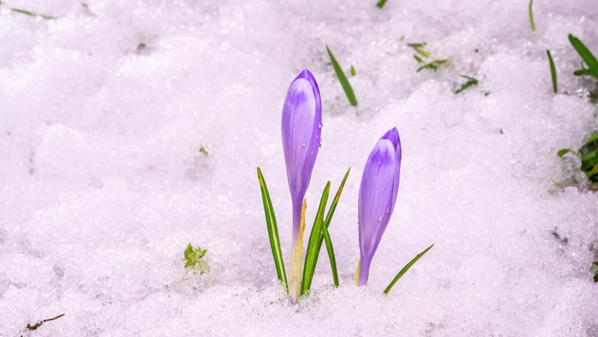 Snow melting and beautiful crocus flower blooming in green meadow spring Time lapse Royalty-Free Stock Footage #1070966686