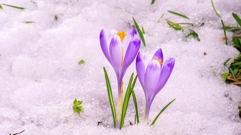 Snow melting and beautiful crocus flower blooming in green meadow spring Time lapse