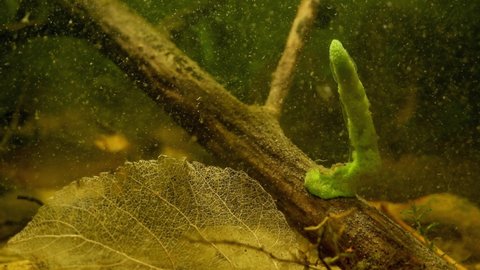 healthy branch of freshwater sponge grow on driftwood, unusual inhabitant colonize European river biotope aquarium and feels fine in captive, rotten leaf design
