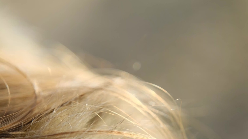 soft fake fur and golden hair in the light of the sunset on the wind, close-up, fluffy and hairy particles flying in the breeze of air outdoors at the warm summer sunlight, abstract airy background Royalty-Free Stock Footage #1070969443