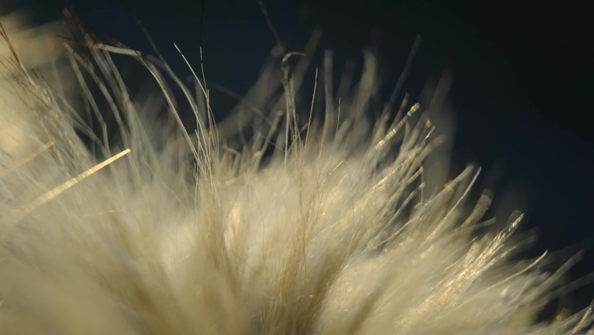 soft fake fur and golden hair in the light of the sunset on the wind, close-up, fluffy and hairy particles flying in the breeze of air outdoors at the warm summer sunlight, abstract airy background Royalty-Free Stock Footage #1070969458