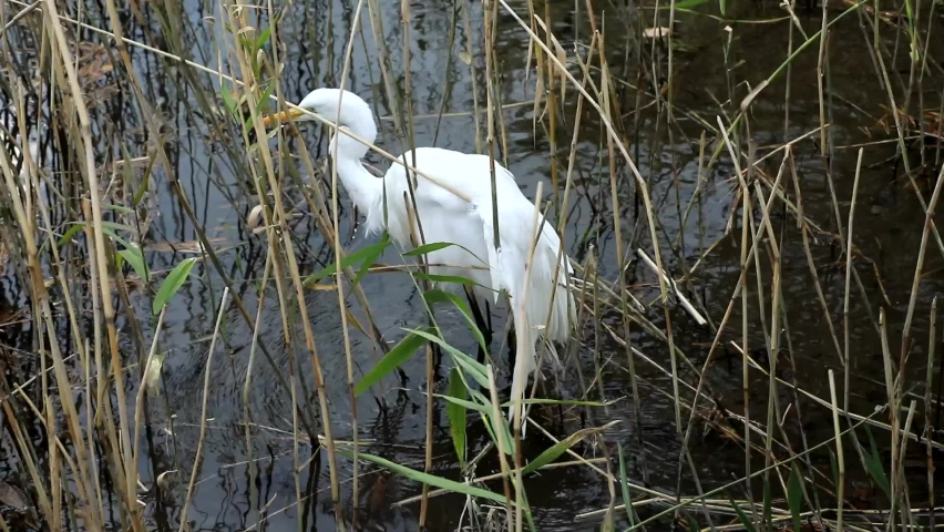 It is a scenery of a migratory bird habitat in Jeju.