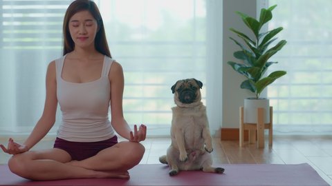 A beautiful Asian woman practicing lotus and pug yoga poses on a yoga mat in her bedroom. There is a background with large windows and curtains. Exercise and health care with pets.