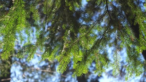 Spruce branches against the blue sky. Concept of nature, environment. Slow smooth motion, 4K video	
