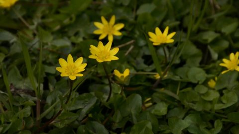 Bright yellow lesser celandine flowers, trembling in the wind, view from above - Ficaria verna