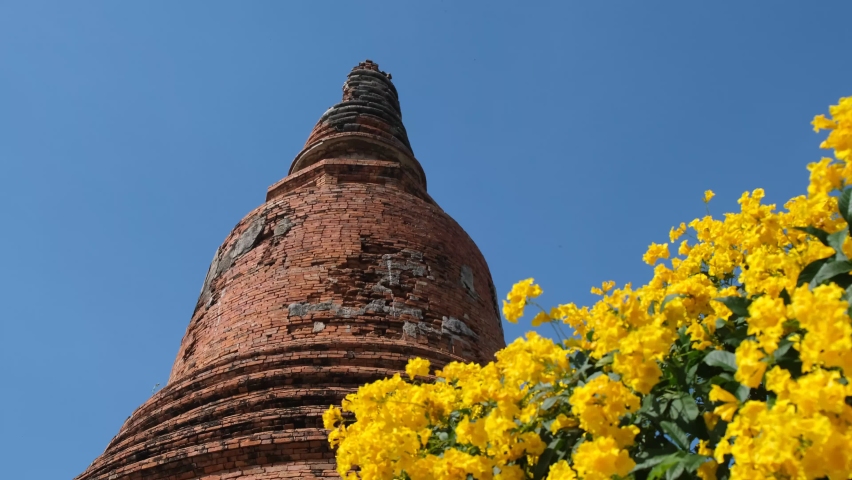 Yellow flowers are bossing with blue sky background