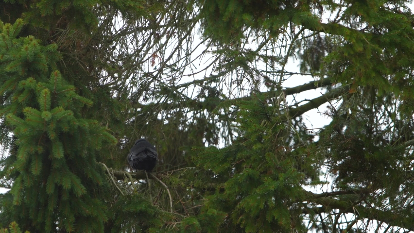 Two black crows on tree branches in winter day. Low angle pov