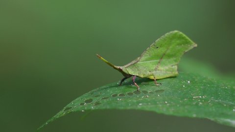 Leaf-mimic, Katydids, 4k footage, Kaeng Krachan National Park, Thailand; seen on top of a leafing with a gentle wind under the shade of the jungle whileing one of its left rear limb.